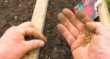 Jak zasadit řepu na jaře v otevřeném terénu a pro sazenice?